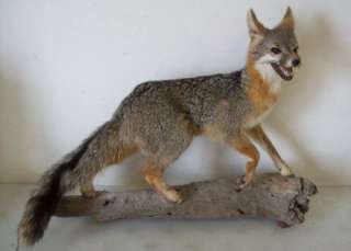 Taxidermy RED FOX Standing Mounted Stuffed Full Size  