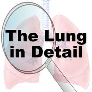 The Lung in Detail (Series) MSN, RN BC, CNS, CEN David W. Woodruff 