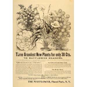   Rose Laciniata Mayberry Plant   Original Print Ad