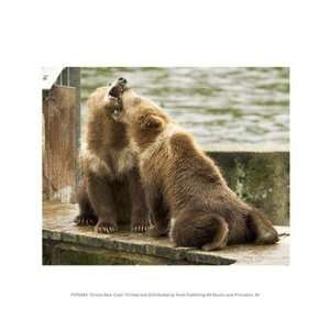  Grizzly Bear Cubs 10.00 x 8.00 Poster Print: Home 