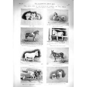  1894 BURLINGTON PETS GINA DOGS DONKEY NINETTE JENNY PUG 
