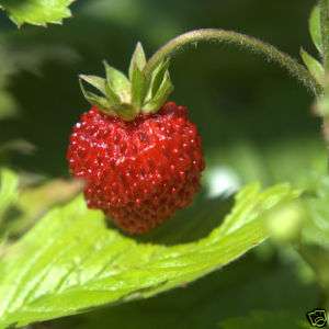 Wild Organic Strawberry Seeds * Convalescence Fruit  