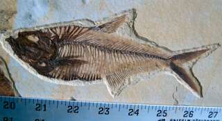 rm69   Fossil Fish Plate   2 Juvenile Stingrays + Phareodus + 2 