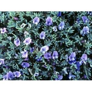  Alpine Loco Weed (Oxytropis Podocarpa) in Bloom, North America 