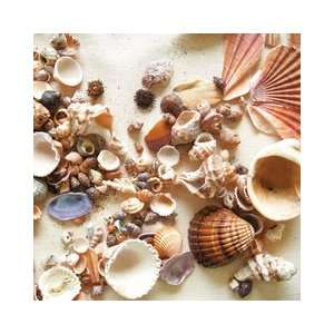   Beach Collection   12 x 12 Paper   Beach Shells: Arts, Crafts & Sewing