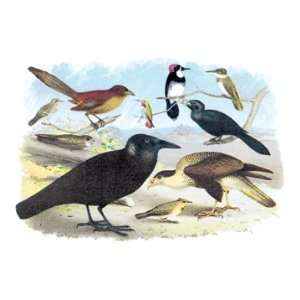  Caracara Eagle, Crow, and Kingfisher 20x30 Canvas