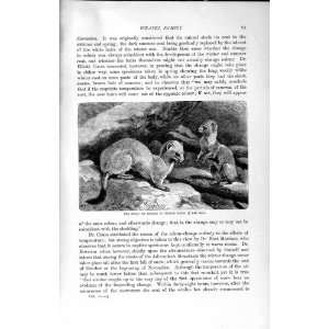  STOAT ERMINE WEASEL WINTER DRESS NATURAL HISTORY 1894 