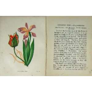   : Wild Flowers Anne Pratt Stinking Iris Colour Print: Home & Kitchen