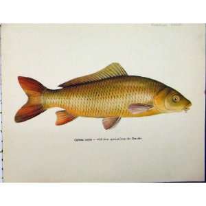  Common Carp C1977 Fish Antique Colour Print Scales: Home 