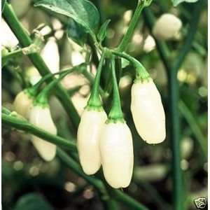   White Habanero Great Heirloom Vegetable 50 Seeds Patio, Lawn & Garden