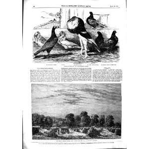   1851 CORN FIELD PIGEONS BIRDS PYNE PERCIVAL PARKINSON: Home & Kitchen