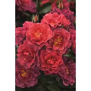  Cinco de Mayo Rose   Mysterious Color Blending Patio 