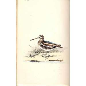  Jack Snipe Meyer H/C Birds 1842 50