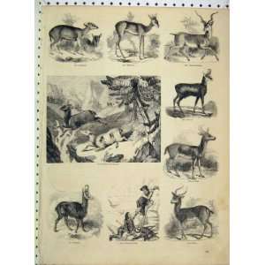   Chamios Hunters Pallah Indian Antelope Madoqua Print