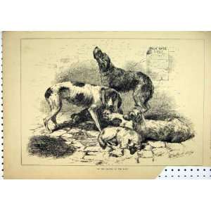    1878 Dogs Police Scruffy Cobbles Antique Print