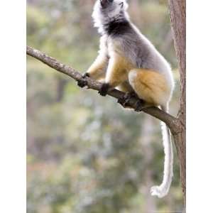  Diademed Sifaka, Male Calling in Forest, Madagascar 