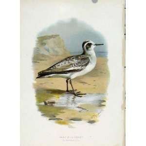  Thorburn C1883 Familiar Birds Grey Phalarope Color Art 