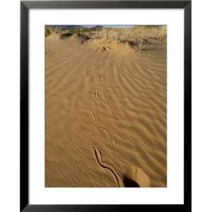  Sidewinder Rattle Snake, Slithering, Sonoran Desert Framed 