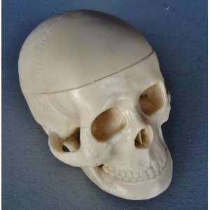 Model Anatomy Professional Medical Miniature Skull New IT 112 ANGELUS 