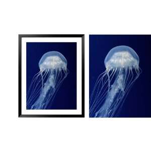 Framed Moon Jellyfish: Home & Kitchen