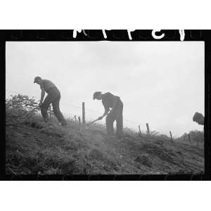  Photo CCC Civilian Conservation Corps boys working at 