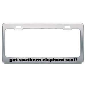 Got Southern Elephant Seal? Animals Pets Metal License Plate Frame 
