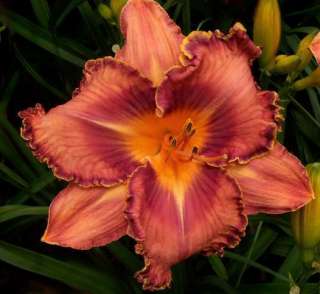 MAN OF THE HOUR   DF   BB3E   Selman 2006   DAYLILY  