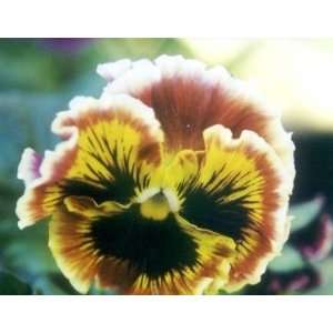  All A Glitter Pansy Seed Pack Patio, Lawn & Garden