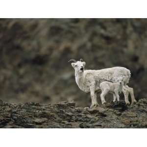  Dalls Sheep with Lamb, Denali National Park, Alaska 