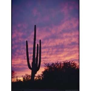 Saguaro Cactus Silhouetted at Sunset National Geographic Collection 