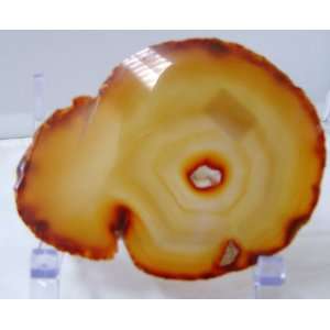  Brazilian Agate Slice Display or Craft Use Actual Agate You Agate 