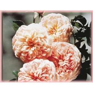   Darby (Rosa English Rose)   Bare Root Rose: Patio, Lawn & Garden