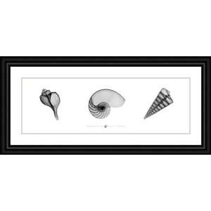   Ray Nautilus Triptych by Bert Myers   Framed Artwork