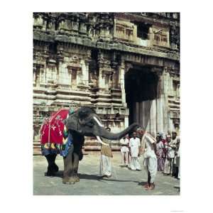  Man Being Blessed by an Elephant at Varadarajaswamy Temple 