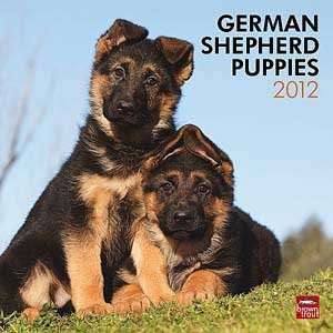  2012 German Shepherd Puppies Calendar