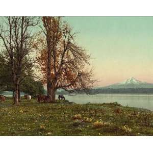   Poster   Mt. Hood from the Columbia River 24 X 19 