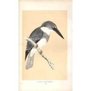    Belted Kingfisher British Birds 1St Ed Morris 1851