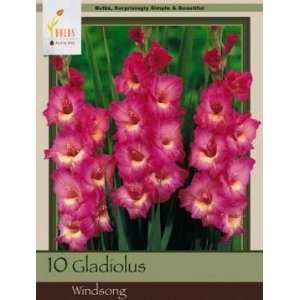 Honeyman Farms Gladiolus Windsong Pack of 10 Bulbs Patio 