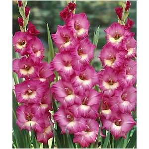  15 Gladiolus   Wind Song bulbs Patio, Lawn & Garden