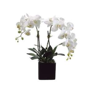  Faux 22 Phalaenopsis Orchid Plant x2 in Ceramic Pot Cream 