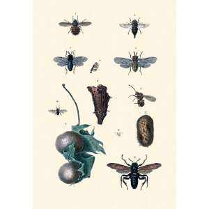 Insect Study #8 24X36 Canvas Giclee
