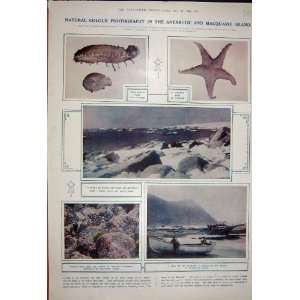  1922 Holothurians Star Fish Boat Macquarie Island Moss
