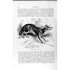  NATURAL HISTORY 1893 94 CARNIVORE INDIAN WILD DOG