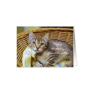    Happy Birthday Granddaughter, Tabby Kitten Card Toys & Games