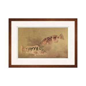  Two Grouper Fish Framed Giclee Print