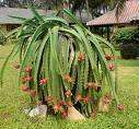 NEW*DRAGON FRUIT* (MIX)*Sweet*RA​RE*Exotic*15 SEEDS*Health*F 