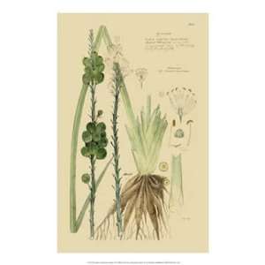 Descubes Ornamental Grasses VI   Poster (14x21) 