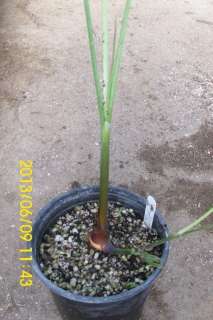   albofarinosa Live White Petiole Cane Clumping Palm Tree 1gal  