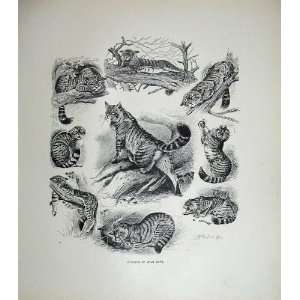  1904 Animals Drawings Wild Cats Millais Nature Print