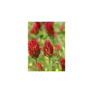  750 Heirloom Red Clover Seeds 